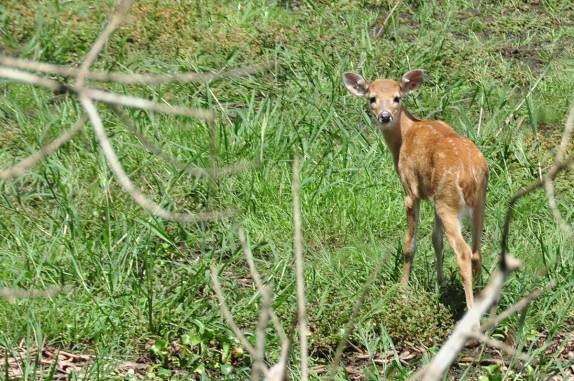 Filhote de veado no Hato El Cedral, na região dos llanos venezuelanos, perto da cidade de Mantecal